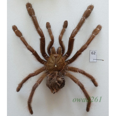 Spider ex. ovo +100mm62